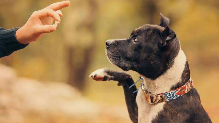 Custom Dog Training Plan for Lasting Results